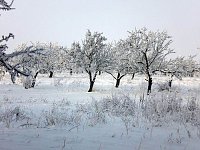 Bild: Winter in Artern