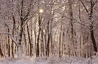 Bild: Winterwald
