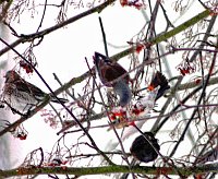 Bild: Im Vogejbeerbaum