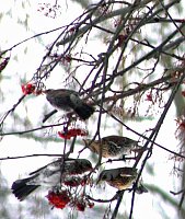 Bild: Im Vogejbeerbaum
