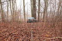 Bild: auto im Wald
