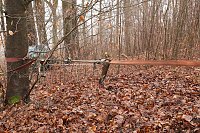 Bild: auto im Wald