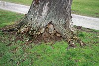 Sanierungskonzept für Schlosspark nötig? Bild: Sanierungskonzept für Schlosspark nötig?