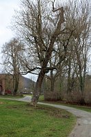 Sanierungskonzept für Schlosspark nötig? Bild: Sanierungskonzept für Schlosspark nötig?