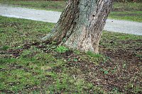 Sanierungskonzept für Schlosspark nötig? Bild: Sanierungskonzept für Schlosspark nötig?