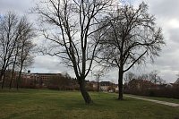 Sanierungskonzept für Schlosspark nötig? Bild: Sanierungskonzept für Schlosspark nötig?
