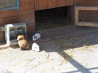 Besuch auf dem Possen Bild: Besuch auf dem Possen
