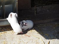 Besuch auf dem Possen Bild: Besuch auf dem Possen