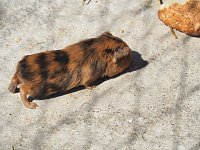 Besuch auf dem Possen Bild: Besuch auf dem Possen