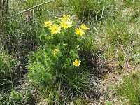 Wandern am Stausee Kelbra Bild: Wandern am Stausee Kelbra