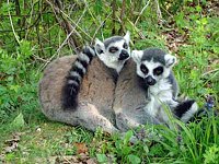 Affenwald öffnet wieder Bild: Affenwald öffnet wieder