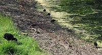 Den Parkteichen von Sondershausen fehlt (e) das Wasser Bild: Den Parkteichen von Sondershausen fehlt (e) das Wasser