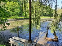 Wipper wird zum Problem für den kleinen Parkteich Bild: Wipper wird zum Problem für den kleinen Parkteich