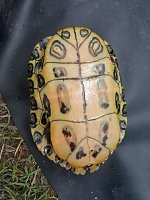 Schildkröte ausgebüxt Bild: Schildkröte ausgebüxt