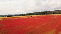 Bild: Peter Blei mitten im Mohn
