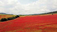 Bild: Peter Blei mitten im Mohn