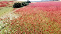 Bild: Peter Blei mitten im Mohn