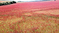 Bild: Peter Blei mitten im Mohn