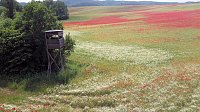 Bild: Peter Blei mitten im Mohn
