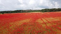 Bild: Peter Blei mitten im Mohn