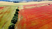 Bild: Peter Blei mitten im Mohn