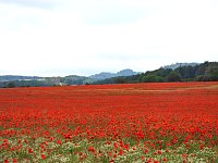 Bild: Peter Blei mitten im Mohn