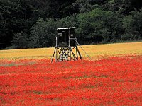 Bild: Peter Blei mitten im Mohn