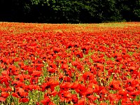 Bild: Peter Blei mitten im Mohn