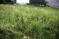 Bild: Mehr f&uuml;r Insekten tun: Bl&uuml;hwiesen