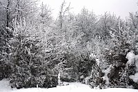 Bild: Im Harz