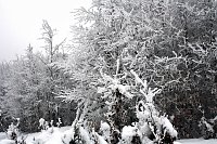 Bild: Im Harz