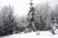 Bild: Im Harz