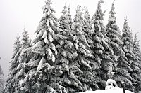 Bild: Im Harz