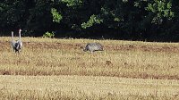 Bild: Wildg&auml;nse und Kraniche am Stausee