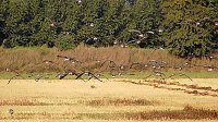 Bild: Wildg&auml;nse und Kraniche am Stausee