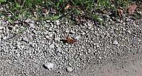 Vertrocknete Bäume, Bänke und mehr Bild: Vertrocknete Bäume, Bänke und mehr