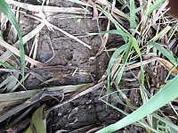 Zur Krokodilsichtung im Kyffhäuserkreis Bild: Zur Krokodilsichtung im Kyffhäuserkreis