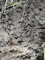Zur Krokodilsichtung im Kyffhäuserkreis Bild: Zur Krokodilsichtung im Kyffhäuserkreis