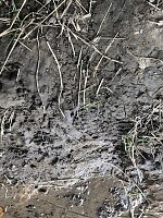 Zur Krokodilsichtung im Kyffhäuserkreis Bild: Zur Krokodilsichtung im Kyffhäuserkreis