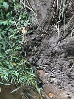 Zur Krokodilsichtung im Kyffhäuserkreis Bild: Zur Krokodilsichtung im Kyffhäuserkreis