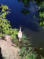 Zur Krokodilsichtung im Kyffhäuserkreis Bild: Zur Krokodilsichtung im Kyffhäuserkreis
