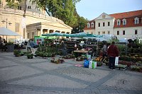 Pflanzenmarkt in Sondershausen gut besucht Bild: Pflanzenmarkt in Sondershausen gut besucht