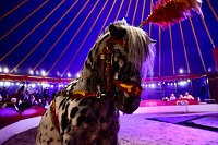 Circus Atlantik am Scheunenhof Bild: Circus Atlantik am Scheunenhof