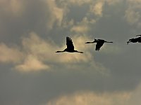Bild: Kraniche am Stausee