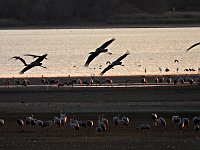 Bild: Kraniche am Stausee