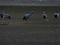 Bild: Kraniche am Stausee