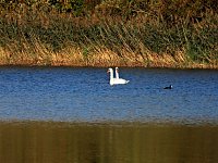 Goldener Herbst Bild: Goldener Herbst