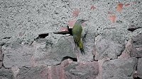 Ein "Echter Mauerspecht" Bild: Ein "Echter Mauerspecht"