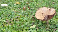 Pilze über Pilze Bild: Pilze über Pilze