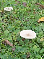Pilze über Pilze Bild: Pilze über Pilze